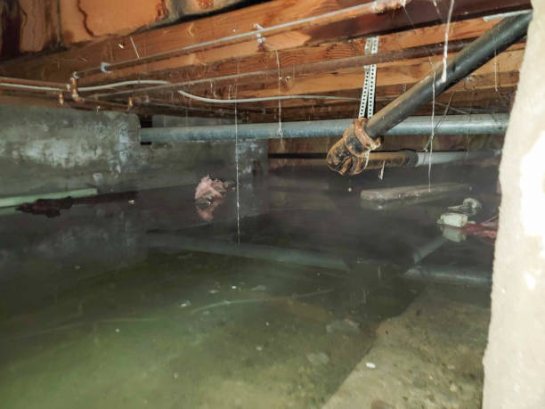 Best Professional water damage repair  in Griswold, IA