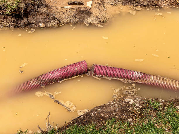 Best Flood damage cleanup  in Griswold, IA